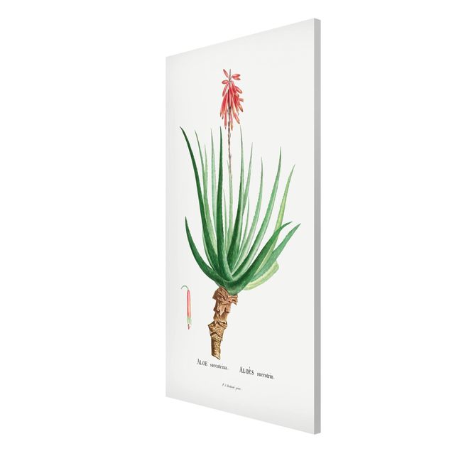 Quadros florais Botany Vintage Illustration Aloe Pink Blossom