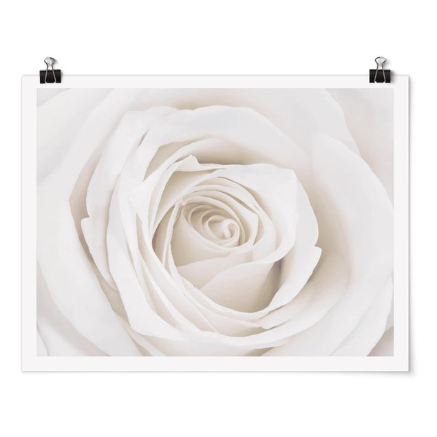 quadros de flores Pretty White Rose