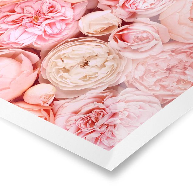 posters decorativos Roses Rosé Coral Shabby