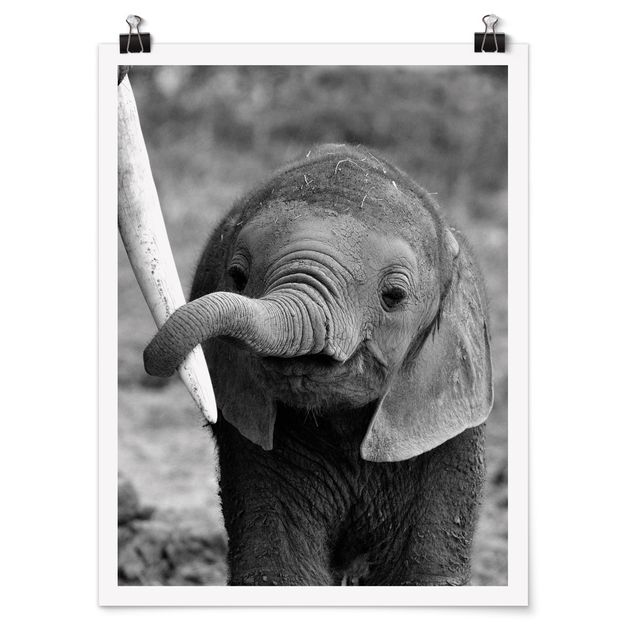 Posters animais Baby Elephant