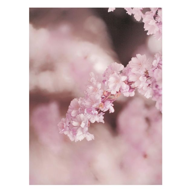 Quadros magnéticos flores Cherry Blossoms In Purple Light