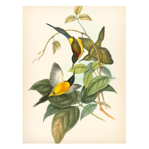 Quadros magnéticos flores Vintage Illustration Tropical Birds IV