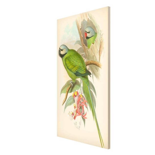 Quadros florais Vintage Illustration Tropical Birds II