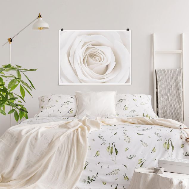 Posters flores Pretty White Rose