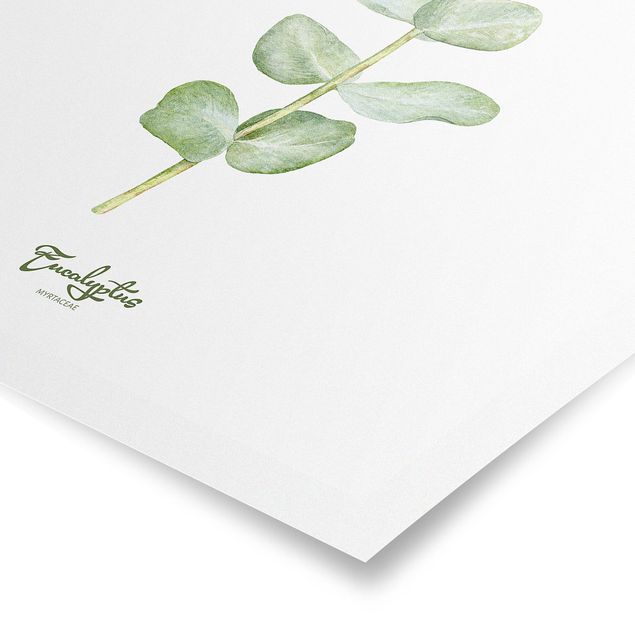 decoração quadros Watercolour Botany Eucalyptus