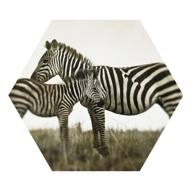 Quadros animais Zebra Couple