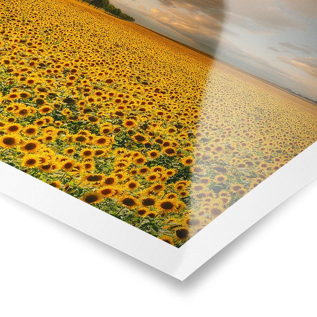 quadros de flores Field With Sunflowers