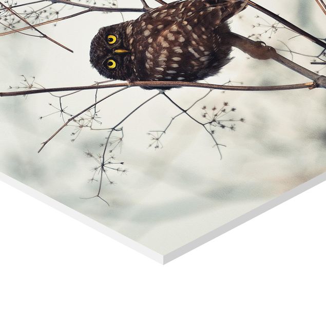 Quadros hexagonais Owl In The Winter