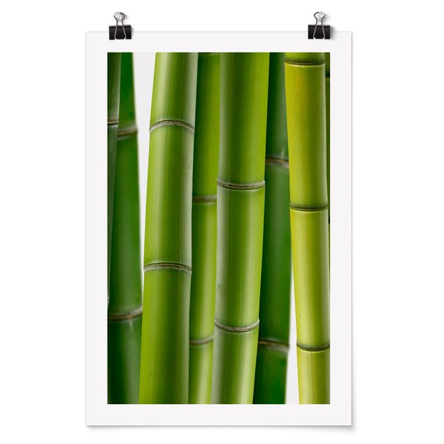Quadros paisagens Bamboo Plants