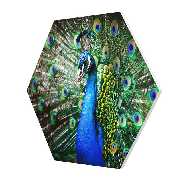 quadros azuis Noble Peacock