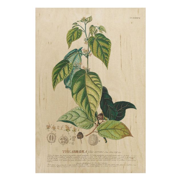Quadros em madeira flores Vintage Botanical Illustration Cocoa