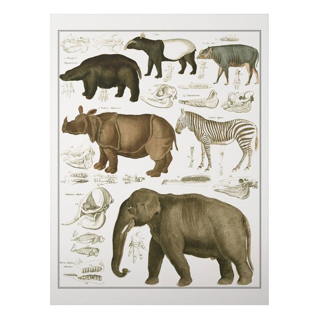 Quadros elefantes Vintage Board Elephant, Zebra And Rhino