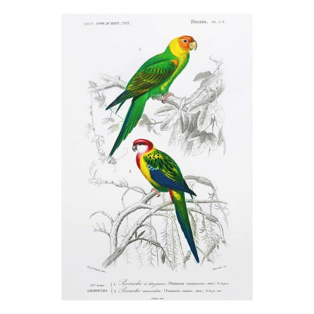 Quadros verdes Vintage Wall Chart Two Parrots Green Red