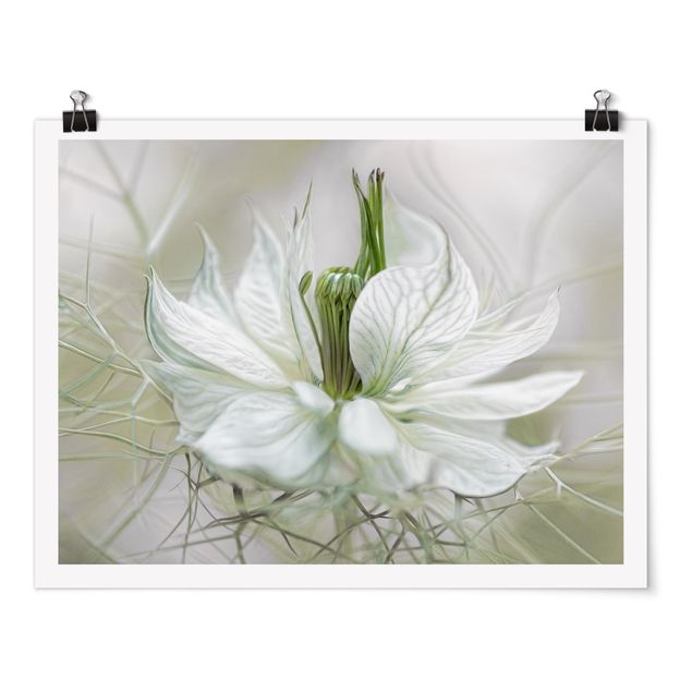 quadros de flores White Nigella