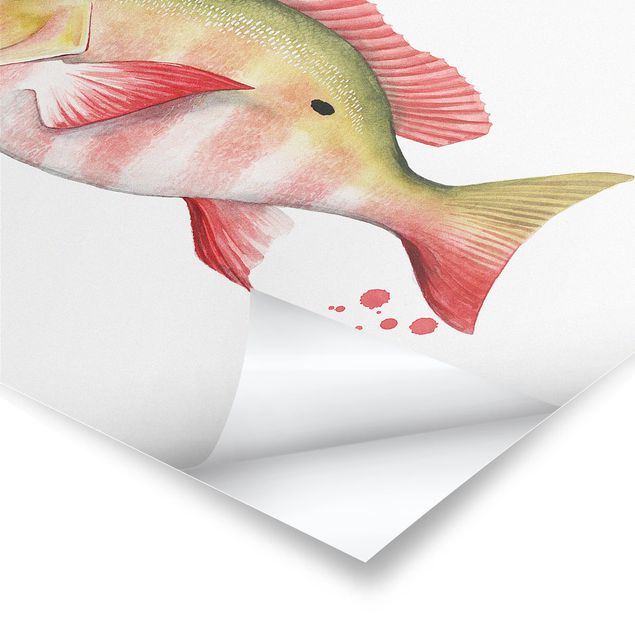 posters decorativos Color Catch - Northern Red Snapper