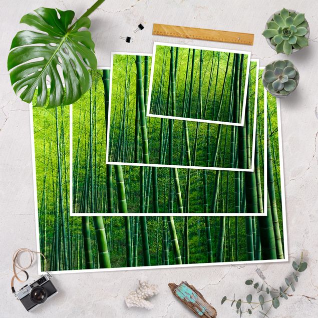quadros para parede Bamboo Forest