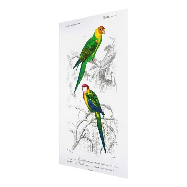 Quadros decorativos Vintage Wall Chart Two Parrots Green Red