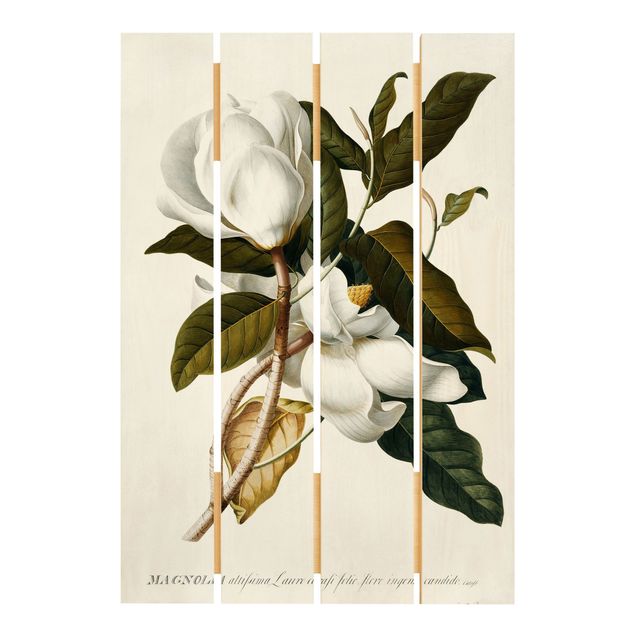 decoração quadros Georg Dionysius Ehret - Magnolia