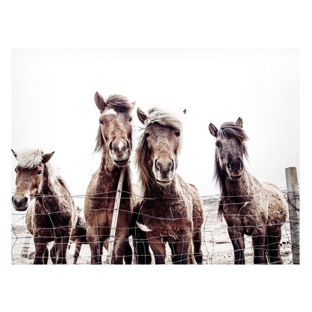 quadro de cavalo Icelandic Horse