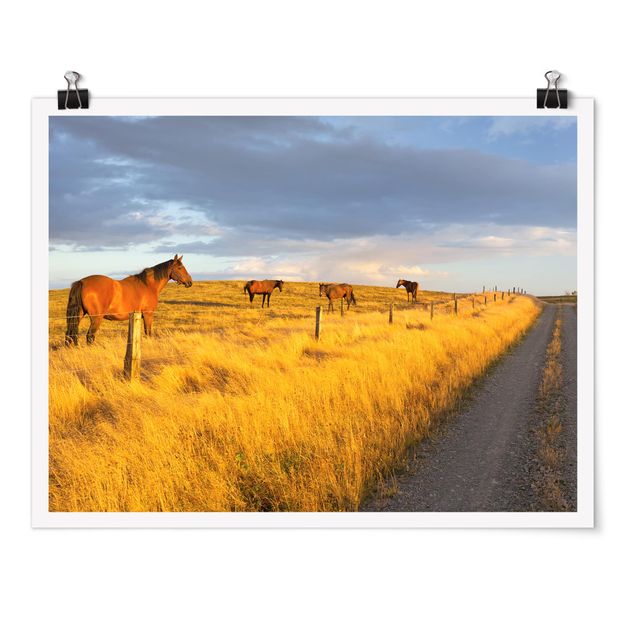 Posters animais Field Road And Horse In Evening Sun