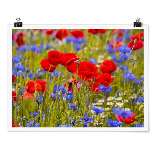 Posters flores Summer Meadow With Poppies And Cornflowers