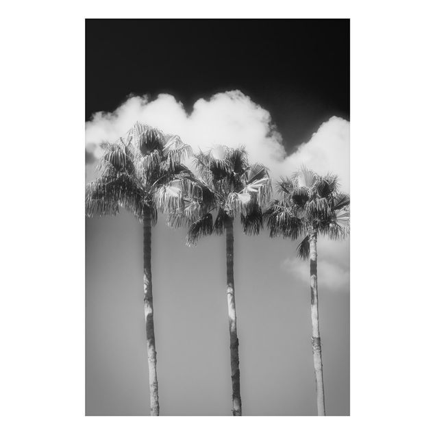 quadro com paisagens Palm Trees Against The Sky Black And White