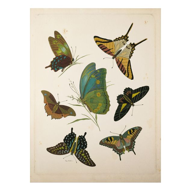 Quadros borboletas Vintage Illustration Exotic Butterflies