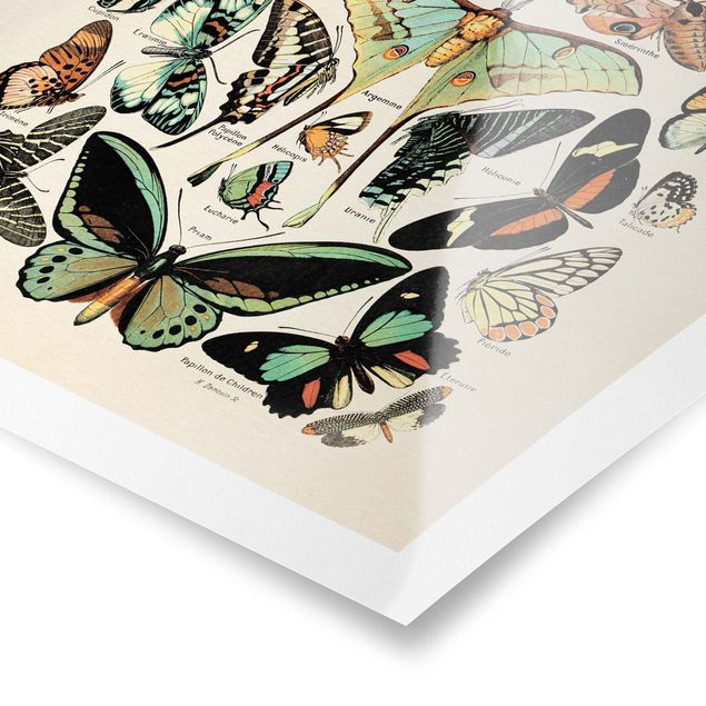 Quadros em turquesa Vintage Board Butterflies And Moths