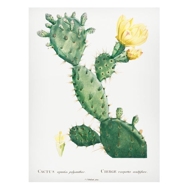 Quadros magnéticos flores Botany Vintage Illustration Cactus With Yellow Flower