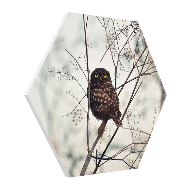 Quadros forex Owl In The Winter