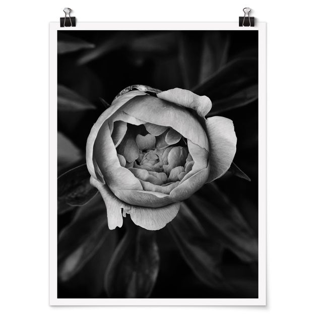 Quadros florais Peonies In Front Of Leaves Black And White