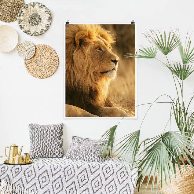 Quadros leões King Lion