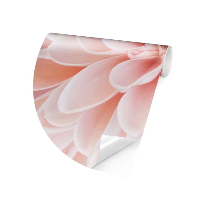 papel parede de flor Dahlia In Pastel Pink