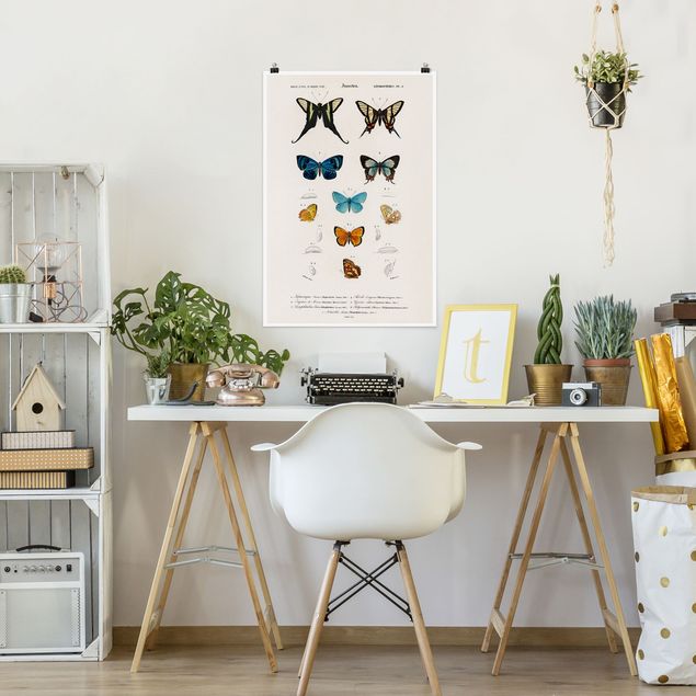 quadro de borboletas Vintage Board Butterflies I