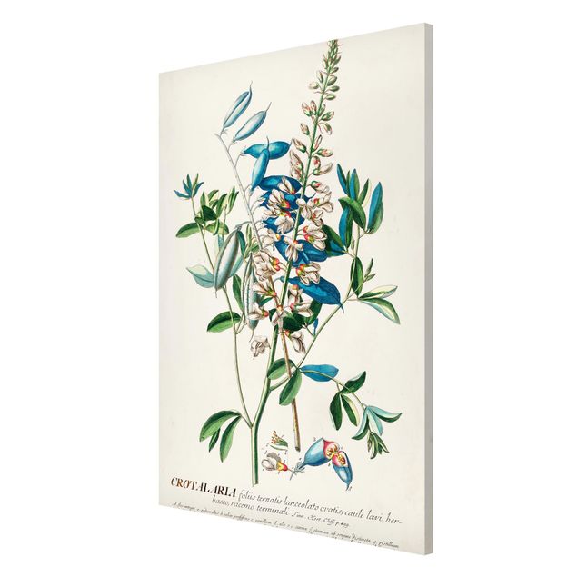 Quadros florais Vintage Botanical Illustration Legumes