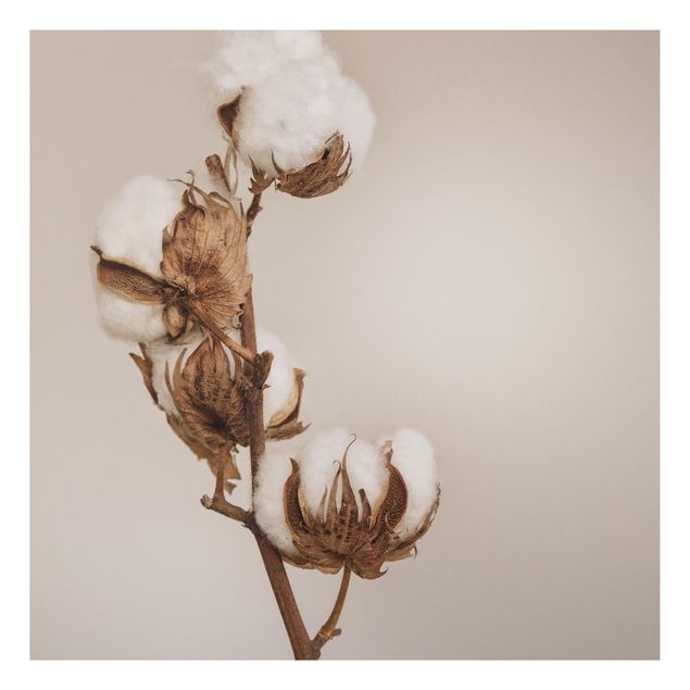 Quadros florais Fragile Cotton Twig