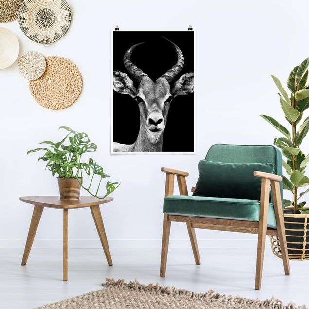 Posters em preto e branco Impala antelope black and white