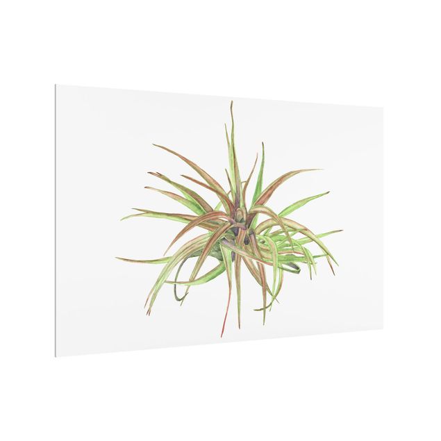 Painel antisalpicos Air Plant Watercolor II