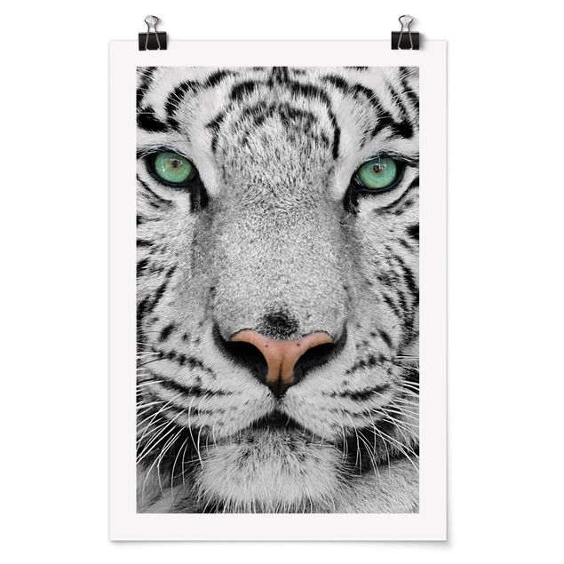 Posters animais White Tiger