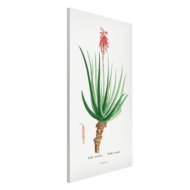 decoraçao para parede de cozinha Botany Vintage Illustration Aloe Pink Blossom