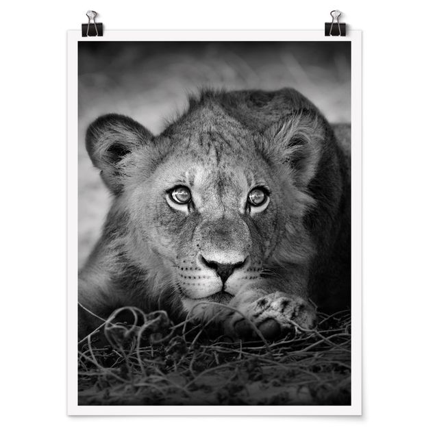 Posters animais Lurking Lionbaby