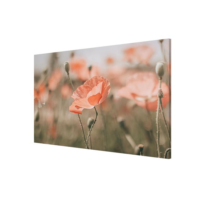 Quadros magnéticos flores Sun-Kissed Poppy Fields