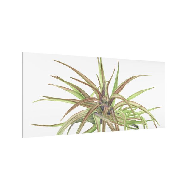 Painel antisalpicos Air Plant Watercolor II