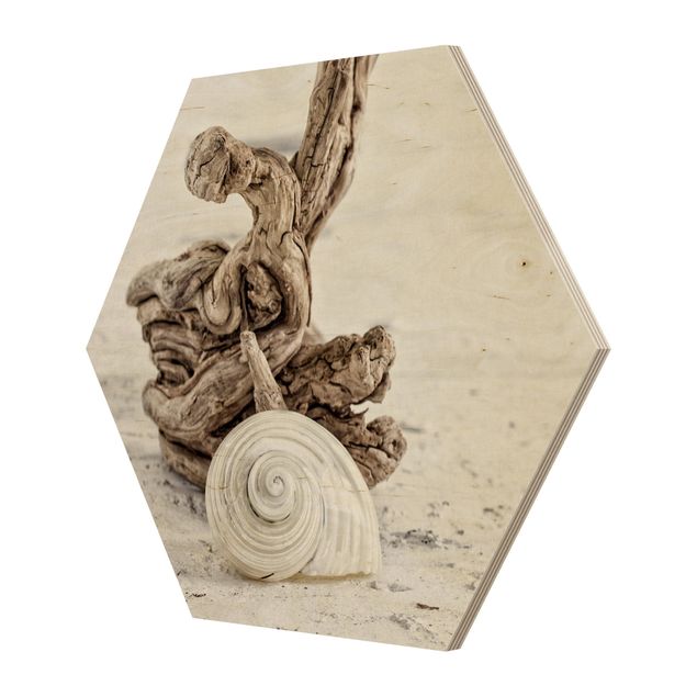 Quadros em madeira praia White Snail Shell And Burl
