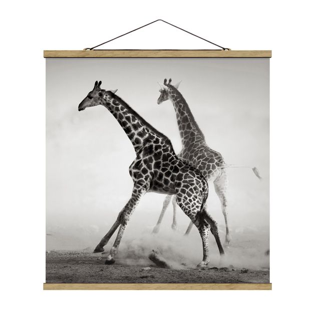 quadro da natureza Giraffe Hunt