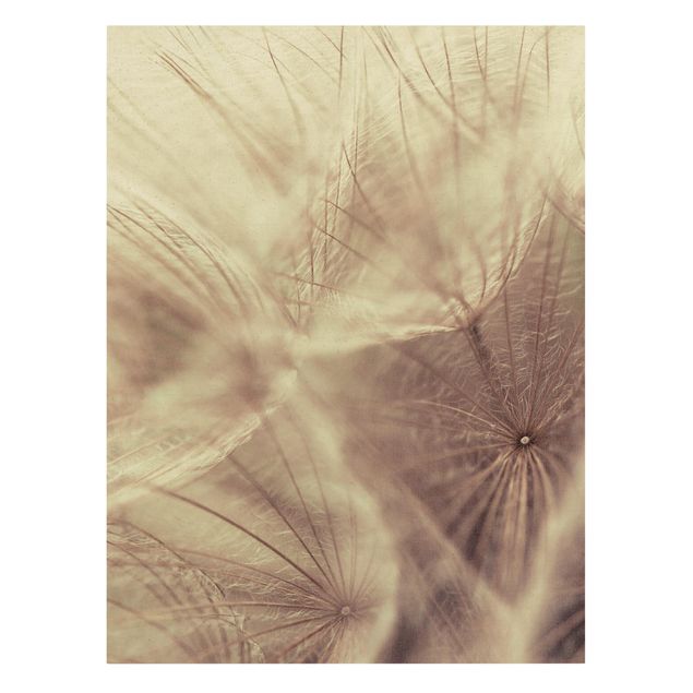 Quadros florais Detailed Dandelion Macro Shot With Vintage Blur Effect