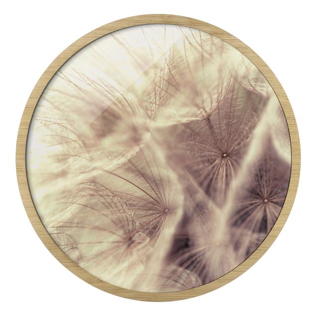quadro com moldura Detailed Dandelion Macro Shot With Vintage Blur Effect