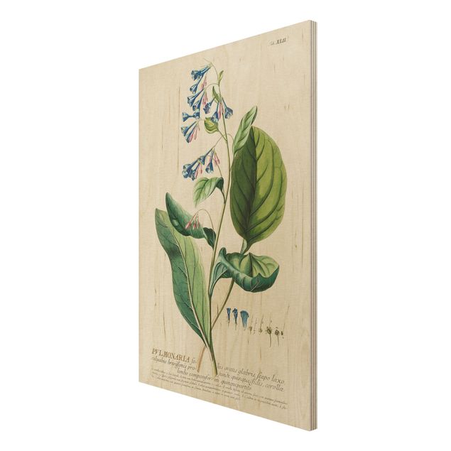 Quadros em madeira vintage Vintage Botanical Illustration Lungwort