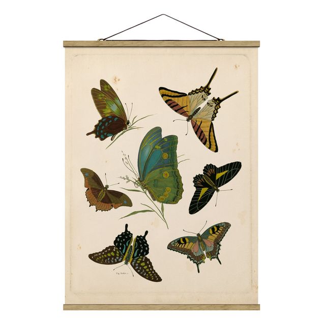 Quadros vintage Vintage Illustration Exotic Butterflies