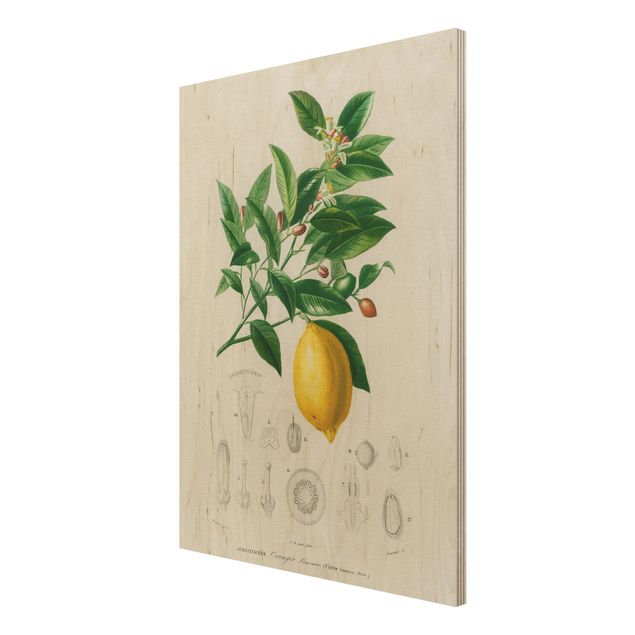 Quadros em madeira vintage Botany Vintage Illustration Of Lemon